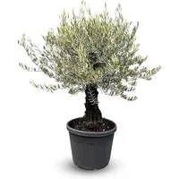 Bäume von Sunny Tree