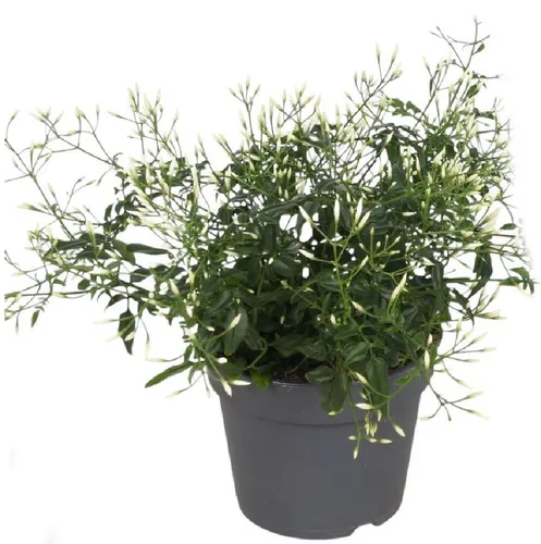 Duftender Jasmin 30cm - Immergrüne Zierpflanze - Der Jasminum polyanthum ist eine kletternde Zierpflanze mit intensiv duftenden Blüten. Ideal für helle Standorte, bringt er Farbe und Frische in Ihr Zuhause. Pflegeleicht und perfekt für Balkon oder Terrasse.