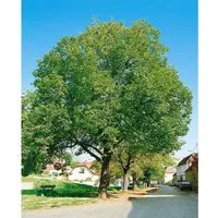 Walnussbaum Juglans Regia Jupiter 125–150 cm