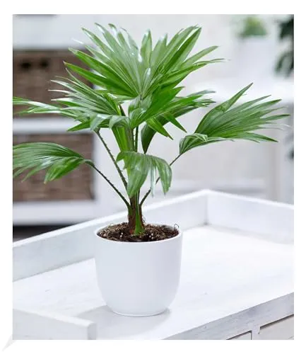 BALDUR-Garten Bäume von BALDUR-Garten