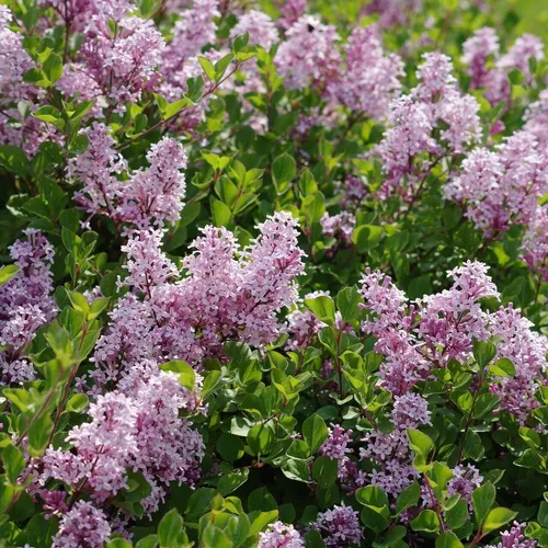 Zwerg-Duftflieder Palibin 2L in lila von Baumschule Wedrowski