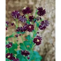 Aquilegia Atrata Schwarzviolette Akelei Ca. 9x9 cm Topf