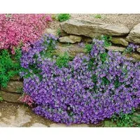 Campanula Portenschlagiana Birch Polsterglockenblume Ca. 9x9 cm Topf