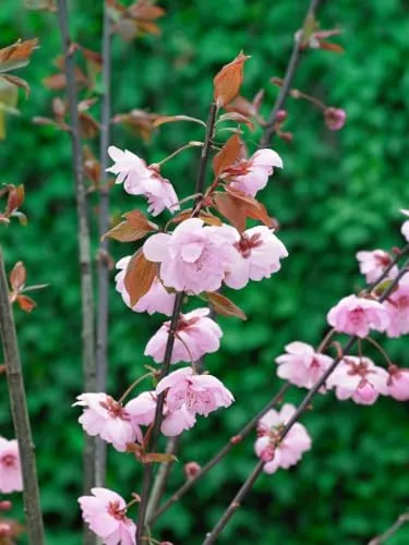 Prunus cerasifera 'Pleniflora' 40-60 cm - Blutpflaume, gefüllte rosa Blüten, Blütezeit April-Mai, ideal für Hecken, bienenfreundlich, winterhart
