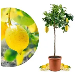 Zitronenbaum Amalfi von Meine Orangerie