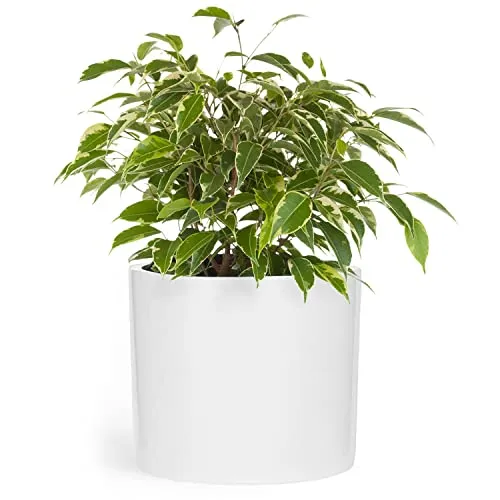 Fox & Fern Hochbeet Gendt Pflanztopf von Fox & Fern