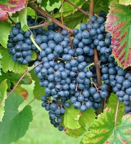 Weinrebe `Regent´, pilzfest, 60-80cm im 9x9cm Topf