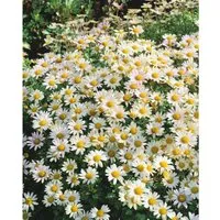 Dendranthema Arcticum-Hybr. Stella Gartenchrysantheme Ca. 9x9 cm Topf