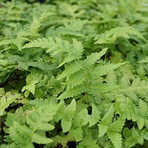 Blumixx Stauden Matteuccia orientalis – Japanischer Straußenfarn winterhart – dekorativer Farn für schattige Standorte – ideal für Garten & Beet – mehrjährig & pflegeleicht