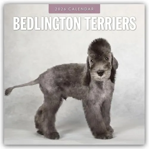 Bedlington Terrier – Bedlington Terriers 2026 – 16-Monatskalender: Original Red Robin Publishing Ltd-Kalender [Mehrsprachig] [Kalender] (Wall-Kalender)