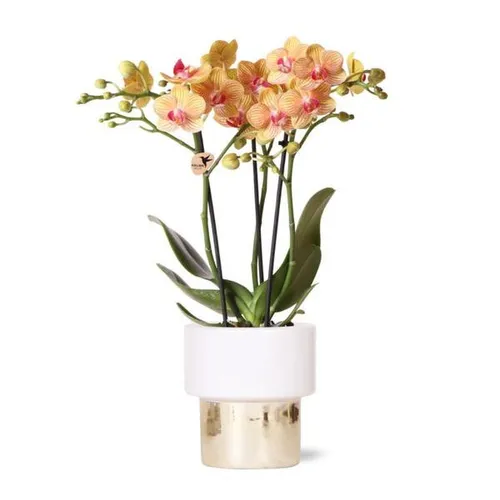 Phalaenopsis Orchidee Orange Amabilis - Frische Blüten in Gold Ziertopf - Blumen & Künstliche Pflanzen: Wunderschöne, frische Phalaenopsis Orchidee in leuchtendem Orange, perfekt für Geburtstagsgeschenke und stilvolle Dekoration.
