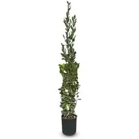 Produktbild Sunny-Tree Laurus Nobilis Echter Lorbeer Strauch 160cm – Aromatische Kübelpflanze für Garten und Terrasse