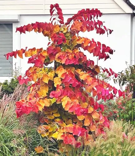 BALDUR Garten Cercis 'Eternal Flame®' - Judasbaum - Ziergehölz mit fantastischem Farbspiel der Blätter, bienen- und schmetterlingsfreundlich, ideal als Solitärpflanze für Garten und Terrasse.