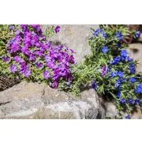 Phlox Subulata Ronsdorfer Schöne Teppichphlox Rosa Ca. 9x9 cm Topf