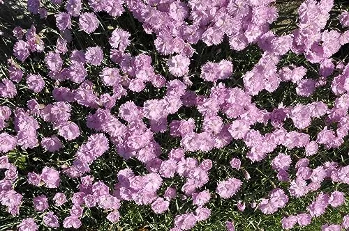 Dianthus gratianopolitanus 'Pink Jewel' Nelke, rosa, kompakte Polsterstaude - Die Pfingst-Nelke 'Pink Jewel' begeistert mit leuchtend pinken Blüten und graublauem Laub. Ideal als Bodendecker oder in Steingärten, robust und pflegeleicht für sonnige Standorte.