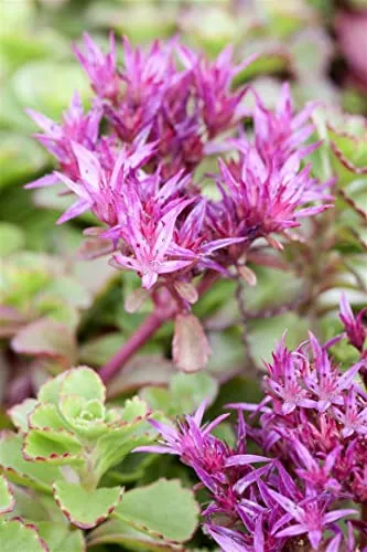 Sedum spurium 'Fuldaglut' 9x9 cm Topf – Winterhart, Mehrjährig, Pflegeleicht – Teppich-Fetthenne – Bodendecker für Beet & Steingarten