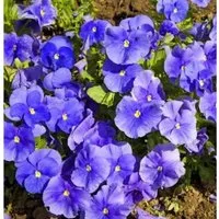 Produktbild Hornveilchen Martin - Viola cornuta