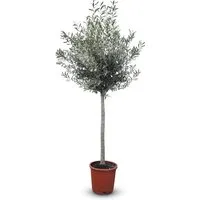 Sunny-Tree Hochstämmiger Olivenbaum 170 cm von Sunny-Tree