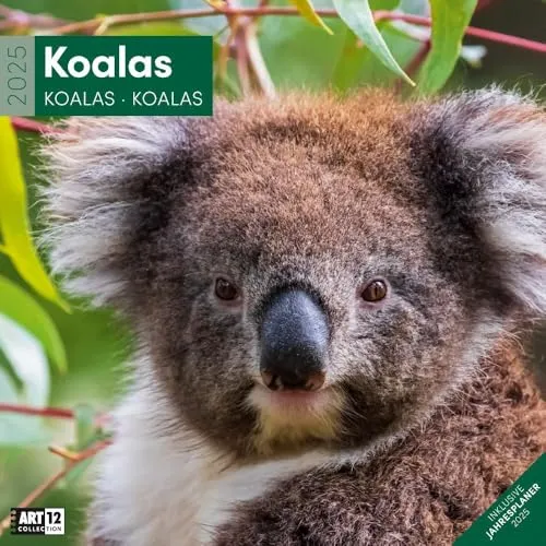 Koalas 2025, Wandkalender/Broschürenkalender im Hochformat (aufgeklappt 30x60 cm) - Art12 - Geschenk-Kalender mit Monatskalendarium zum Eintragen
