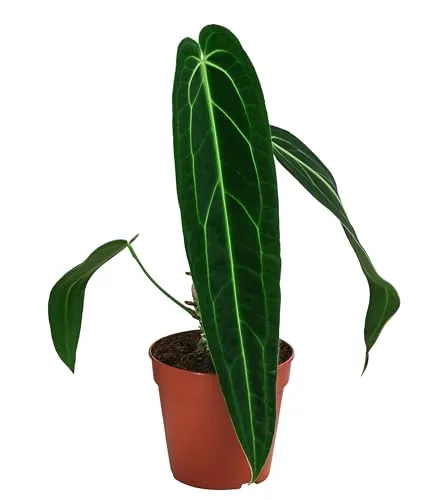 Dehner Herzblattblume Anthurium warocqueanum, Queen Anthurium, 25 cm - Zimmerpflanze mit eleganten, samtigen Blättern und luftreinigenden Eigenschaften. Ideal für gesundes Raumklima und pflegeleicht, ein echter Blickfang für Ihr Zuhause!