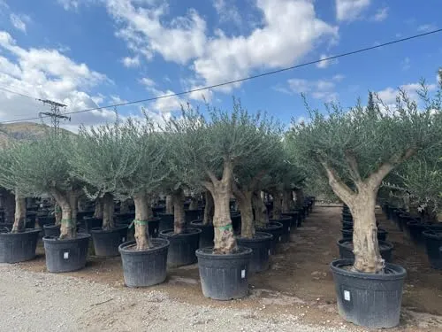 Sunny Tree von Sunny Tree