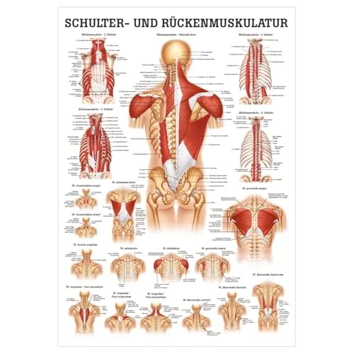 Schulter- und Rückenmuskulatur Mini-Poster Anatomie 34x24 cm med. Lehrmittel