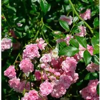Produktbild Hochstamm Rose The Fairy 60-80cm