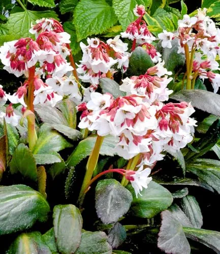 BALDUR-Garten Pflanzen von BALDUR-Garten