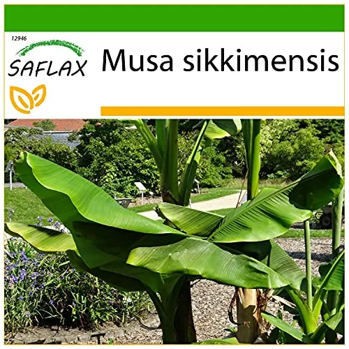 SAFLAX - Darjeeling - Banane - 5 Samen - Mit keimfreiem Anzuchtsubstrat - Musa sikkimensis