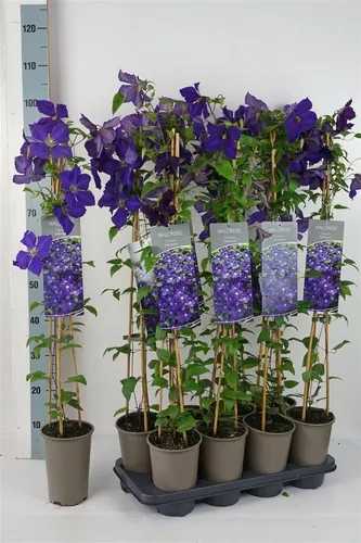 Pflanzen für Dich Kletterpflanze Clematis Hybride Jackmanii, 1 St., Waldrebe, Clematis, violettblühend, kletterpflanze