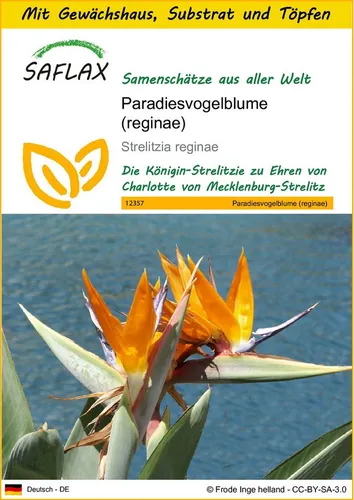 SAFLAX Blumensamen SAFLAX