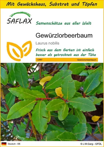 SAFLAX Blumensamen SAFLAX - Anzuchtset - Gewürzlorbeerbaum