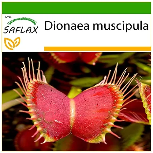 SAFLAX - Venus - Fliegenfalle - 10 Samen - Mit keimfreiem Anzuchtsubstrat - Dionaea muscipula
