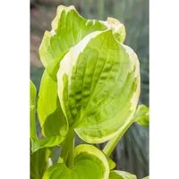 Hosta X Cult. Shade Fanfare Ca. 11x11 cm Topf