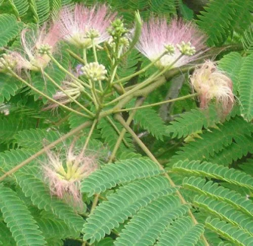 Seidenbaum, Schirmakazie