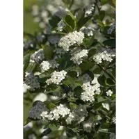 Aronia Prunifolia Viking Apfelbeere Schwarz 80–100 Cm - Beerensträucher mit tiefschwarzen Beeren und weißen Blüten, pflegeleicht und bienenfreundlich, ideal für Hecken und Rabatten, winterhart und farbenfroh im Herbst.