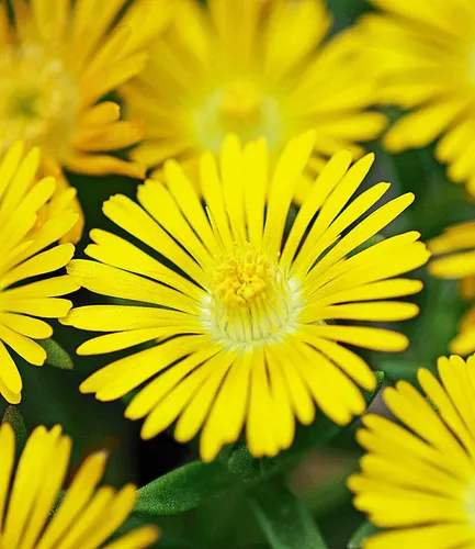BALDUR Garten 3x Winterharte Eisblume Golden Wonder, Pflanzen im 9x9 cm-Topf, Delosperma congesta, Steingarten Stauden, trockenresistent, mehrjährig, bienenfreundlich, blühend