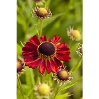 Helenium X Cult. Rubinzwerg Sonnenbraut Ca. 9x9 cm Topf