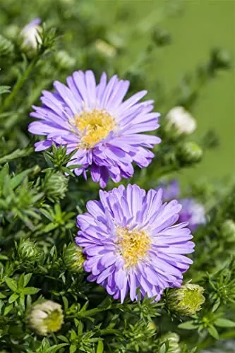 Aster dumosus 'Prof. Anton Kippenberg' - Violette Kissen-Aster im Topf - Die kompakte Kissen-Aster bringt mit ihren zahlreichen lavendelblauen Blüten Farbe in den Garten. Ideal für sonnige Standorte, als pflegeleichte Zierstaude in Beeten oder Kübeln.