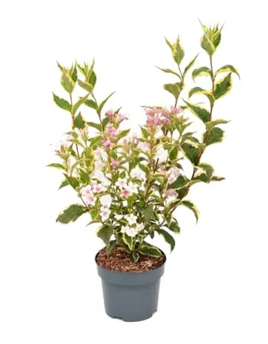 Weigela florida 'Nana Variegata' 40–60 cm – Winterhart, Mehrjährig, Pflegeleicht – Weigelie – Zierstrauch für Garten & Beet