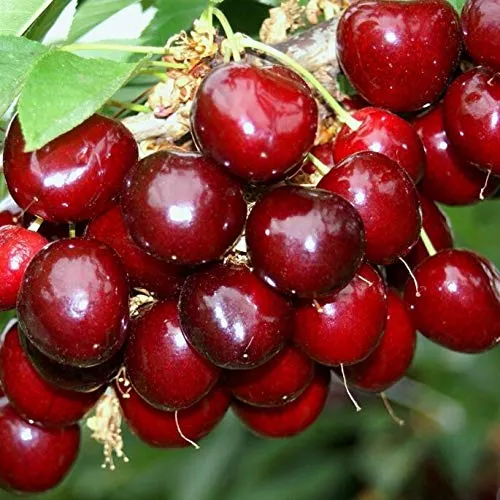 Sunburst Süßkirsche Buschbaum 110-140 cm - Obstsamen & -pflanzen: Selbstfruchtbare großfrüchtige Kirschsorte mit sehr hohem Saftgehalt, ideal für Frischverzehr und frühe Erträge. Perfekt für Nutz- und Hausgärten.