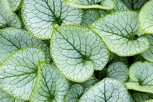 Brunnera macrophylla 'Jack Frost' 11x11 cm Topf – Winterhart, Mehrjährig, Pflegeleicht – Kaukasusvergissmeinnicht – Staude für Schattenbeet & Gehölzrand