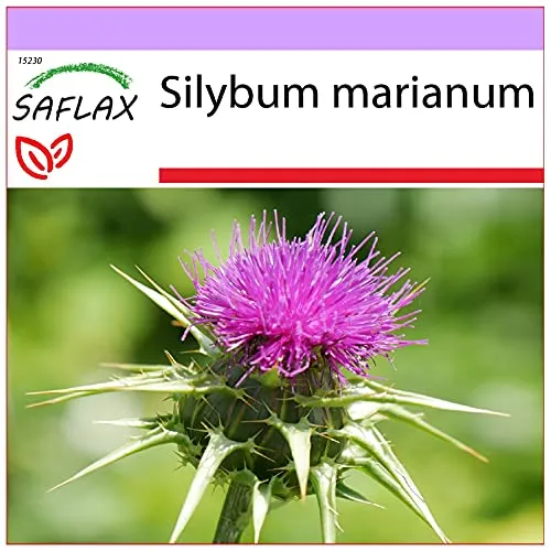 SAFLAX von Saflax