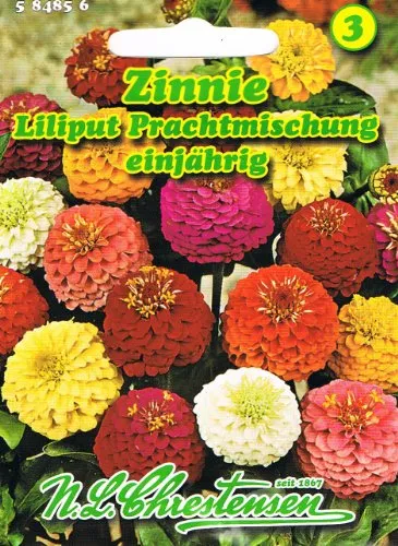 Zinnie Liliput Prachtmischung Zinnia elegans