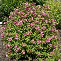 Garteneibisch Sup Bridge 40-60cm