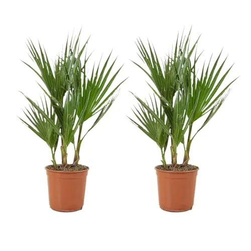 Bloomique - 2er Set - Washingtonia Robusta - Mexikanische Fächerpalme - Palme - Winterharte Balkonpflanzen - Gartenpflanzen Winterhart - Höhe 50-70 cm - Topf 14 cm