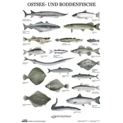 Ostsee- und Boddenfische - Poster von Rhino