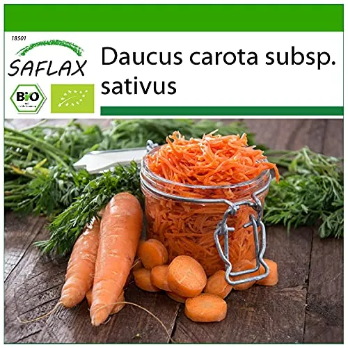 SAFLAX - BIO - Möhren - Herbstkönig - 1000 Samen - Mit keimfreiem Anzuchtsubstrat - Daucus carota