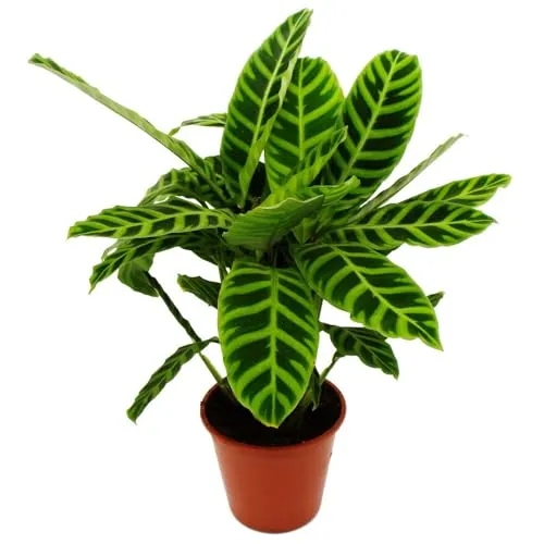 Exotenherz Calathea zebrina Zimmerpflanze 19cm Topf - Zimmerpflanze Calathea zebrina – Die elegante Zebra-Korbmarante mit samtigen Blättern und auffälligem Muster, ideal für halbschattige Räume und als dekorativer Blickfang.