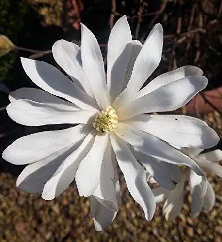 Sternmagnolie, Magnolia stellata, mehrfach verzweigt, ca. 80cm, im Topf